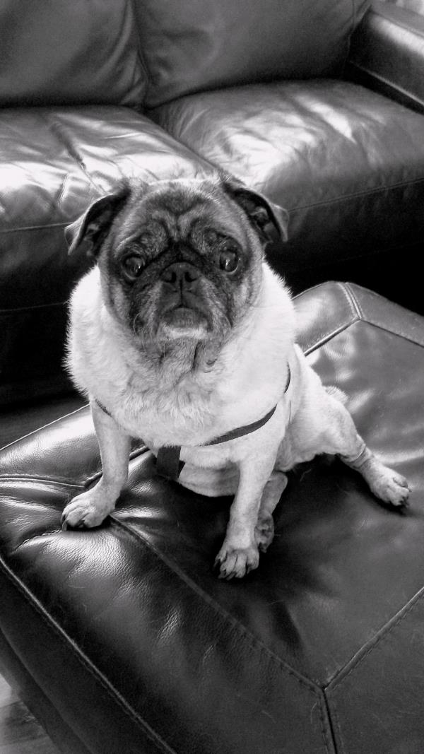 /images/uploads/pug nation rescue of los angeles/2018pugnation/entries/6113thumb.jpg